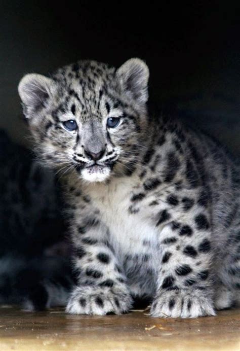 The Exotic Jungle Looks And Wild Ocelot Cat Leopard Cub