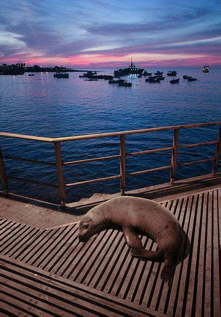 10 Best The Enchanting Galapagos Islands Images In 2012 Galapagos