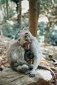 Monkey love together stock photo. Image of rodent, jungle - 232037318