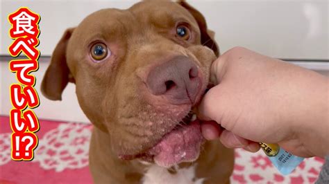 【危険】凶暴そうな犬におやつあげようとしたら、手が食われそうになった⁉︎ Youtube