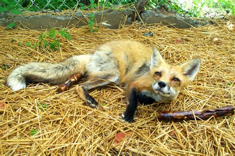 Us Bred Foxes The Domestication And Ownership Of Foxes