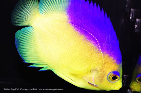 Collectors Choice Wysiwyg Item Colins Angelfish Centropyge Colini