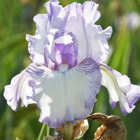 Purple And White Reblooming Bearded Iris Earl Of Essex For Sale Easy