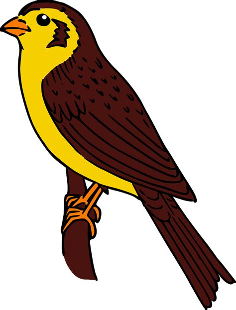 Brown And Yellow Bird Perched On A Branch Clipart Free Download