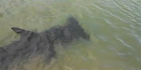 Massive Hammerhead Off Florida Beach • Tracking Sharks
