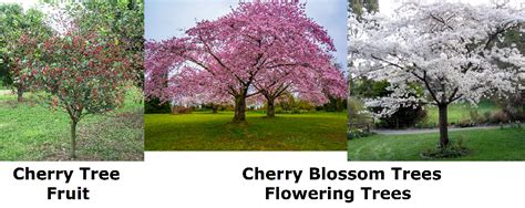 Cherry blossom trees bloom in the spring and produce white and pink blossoms. New Biome Called Cherry Blossom Grove - Minecraft Feedback