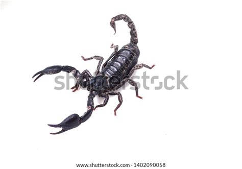 Emperor Scorpion Isolated On White Background Stock Photo 1402090058