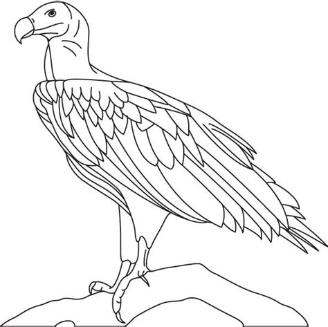 Turkey Vulture Drawing At Getdrawings Free Download