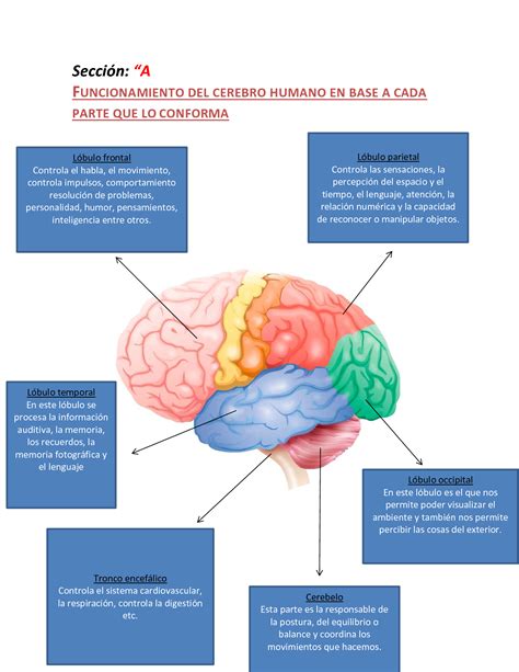 Solution Mapa Conceptual Del Funcionamiento Del Cerebro Studypool