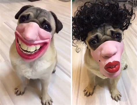 Dog With Wig Axayinc Dog Human Masks Know Your Meme