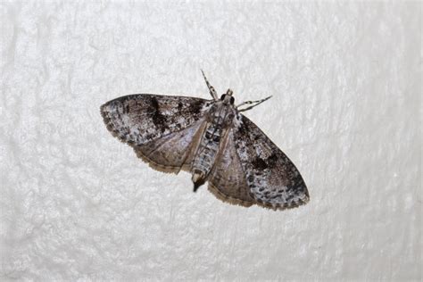 Common House Moth Identification
