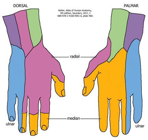 Neurovascular Supply Of The Hand Mind And Motion Anatomy