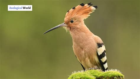 5 Hoopoe Bird Interesting Facts Zoological World