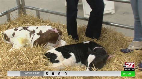 pennsylvania farm show introduces newly born cows in calving corner youtube