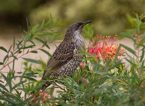 Free Images Nature Branch Flower Wildlife Wild Beak Brown