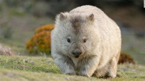 Why Do Wombats Poop Cubes Scientists May Finally Have The Answer Cnn