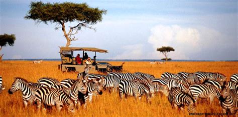 African Safari Landscape Wallpapers Gallery