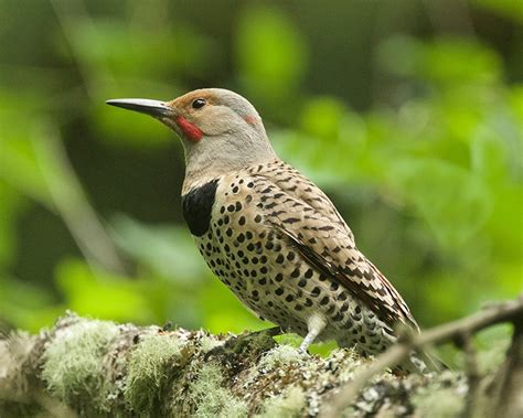 Woodpeckers As Keystone Species Birdnote