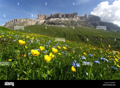 Grassland With Yellow Flowers In Front Of The Mountains Passo Pordoi