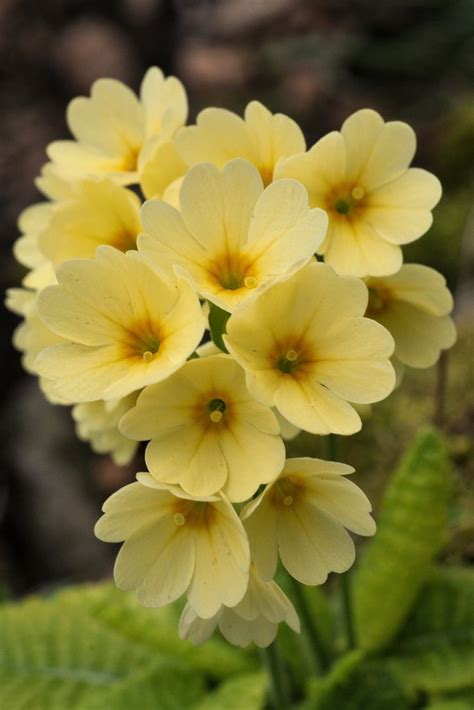 Primrose Flower Database Plants