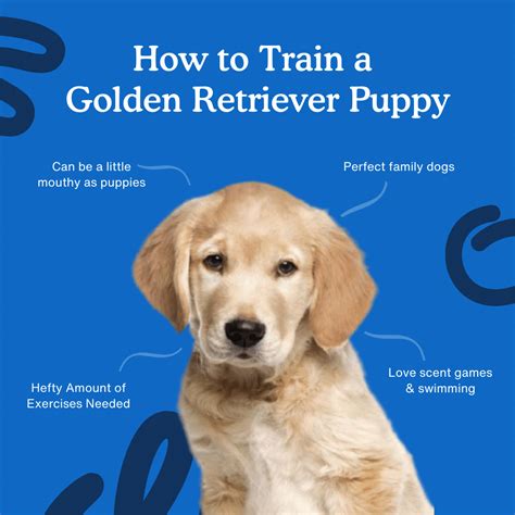 How To Train A Golden Retriever Puppy 8 Week Guide Zigzag