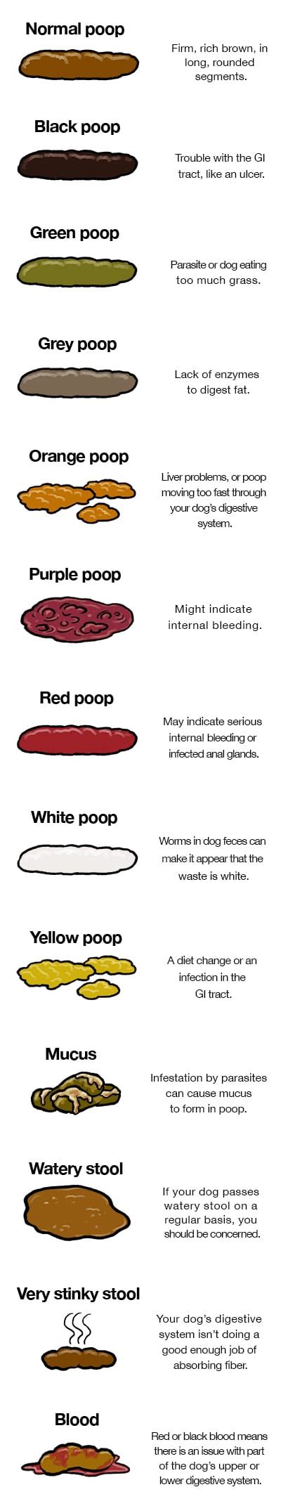 Stool Quality Chart For Dog Poop Dog Poo Chart What The Colour Is