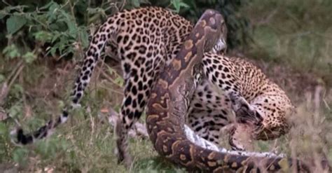 Cobra Gigante Tenta Atacar Leopardo Mas Termina Sendo Devorada Fotos