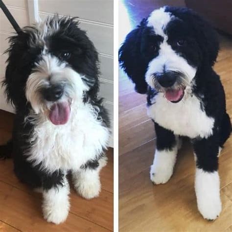 Short Bernedoodle Haircut Ideas 20 Before And After Photos