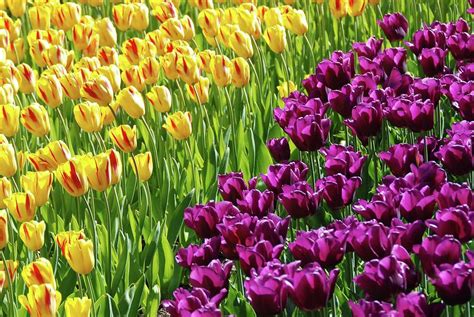 Yellow And Purple Tulips Photograph By Allen Beatty