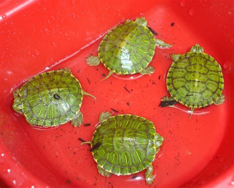 Baby Red Eared Slider Turtles Texas