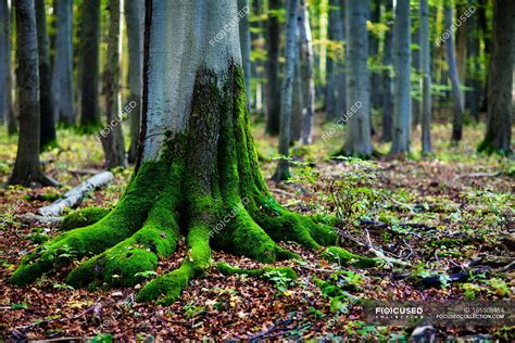 Green Moss On Tree Roots In Forest — Environment Tranquil Stock