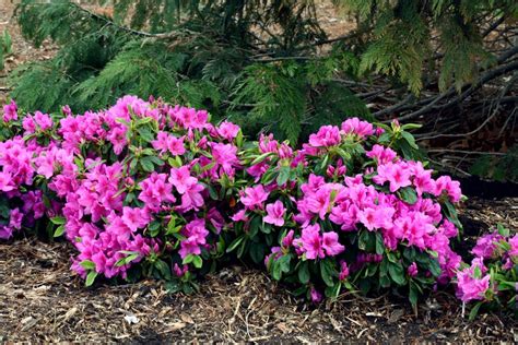 Flowering is reduced in shady conditions. Great Plants for Shade Gardens | HGTV