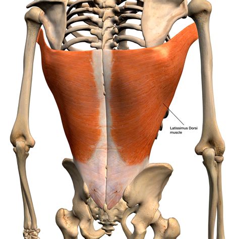 Treating The Latissimus Dorsi Muscle Niel Asher Education