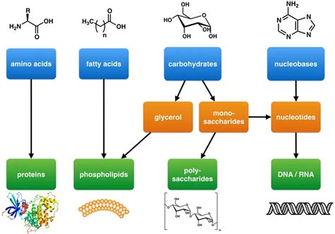 Biomolecules Filipiknow
