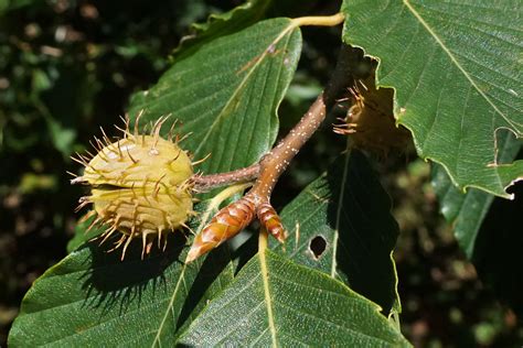 Wild Nuts In Canada The Canadian Encyclopedia