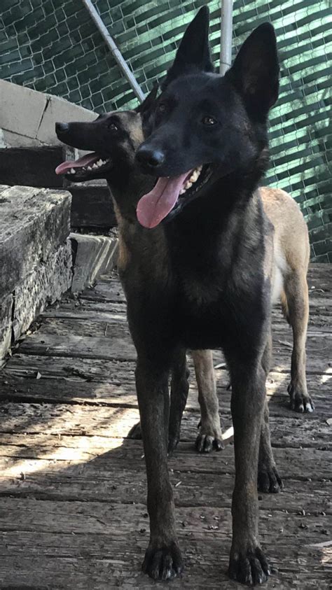 This breed can adapt to any. Belgian Shepherd Dog (Malinois) Puppies For Sale | Los ...