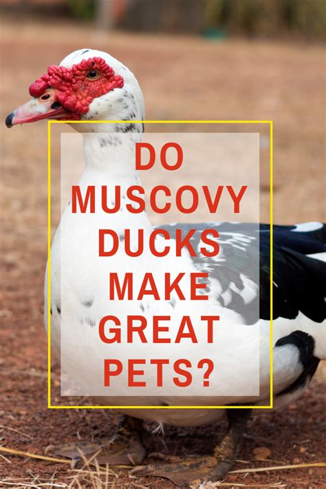 Can Muscovy Ducks Fly Know Their Lifespan Here Muscovy Duck