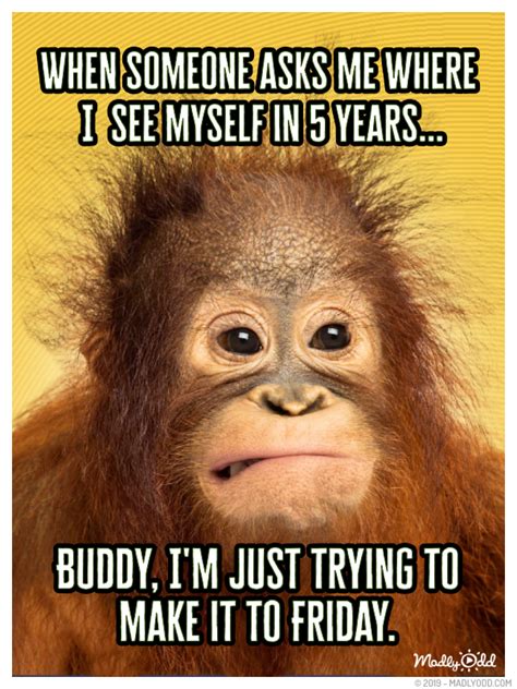 Where Do You See Yourself In Years Funny Friday Memes Funny Monkey Memes Funny Quotes
