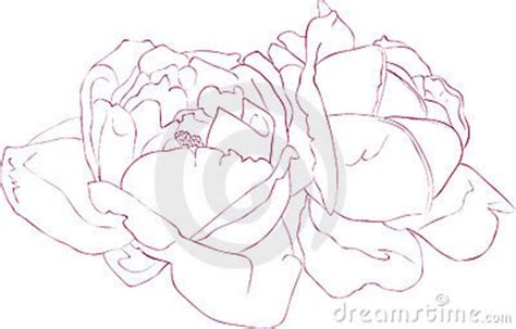 The drawing isnt even that badsong: Rose lineart stock vector. Illustration of rose, delicate ...