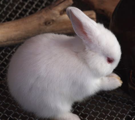 Polish Rabbit Characteristics Origin Uses