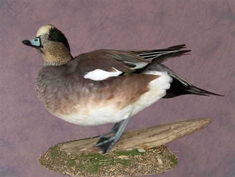 Wigeon Duck Duck Mount Animals Image Search