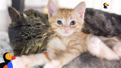 Every animal is unique, and because our cats and kittens are cared for in private homes, we feel we. Grumpy Street Cat LOVES Being A Grandpa To Foster Kittens ...