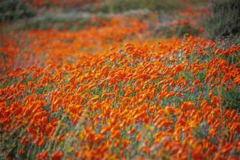 Antelope Valley Poppy Reserve California Poppies Wildflower Superbloom