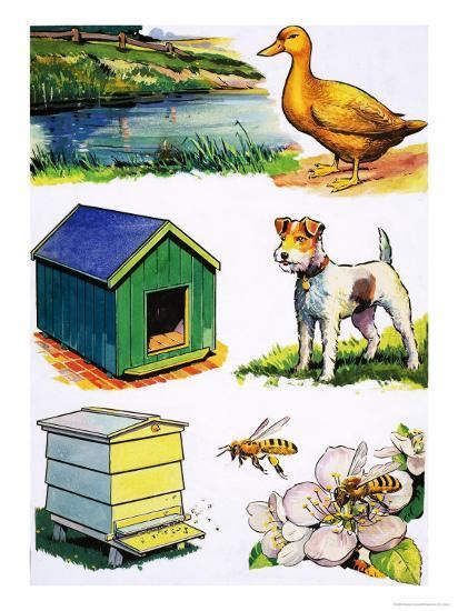 You will get the list for homes of birds as well as persons in the related topics. 'Animals and Their Homes' Giclee Print | AllPosters.com