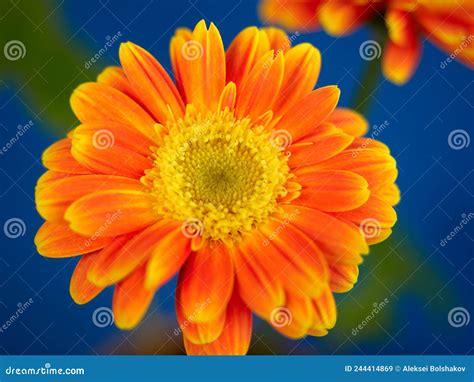 Orange Gerber Flower Stock Image Image Of Blue Leaf 244414869
