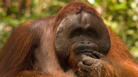 BBC Earth Why Male Orangutans Have Such Weird Faces