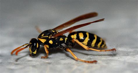 Whack The Wasps Dealing With And Getting Rid Of Wasp