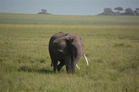 Elephant In Serengeti National Park Serengeti National Park Hiking