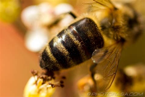 Apis Mellifera Honey Bee Striped Abdomen Photorasa Free Hd Photos