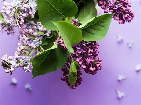 Lovely Lilacs Flowers Lovely Lilacs Hd Wallpaper Peakpx